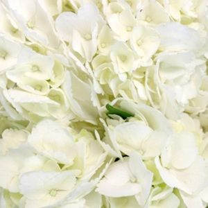 Meet your Posher, Candys